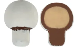BEYAZ ÇİKOLATALI BADEMLİ GIANDUJA DOLGULU MANTAR ŞEKERLİ - BEYAZ 3 kg