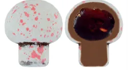 AHUDUDU NEKTARI DOLGULU MANTAR ŞEKERLİ 3 kg